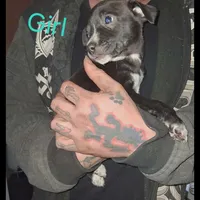 Tricksy, a female Border Collie and American Pit Bull Terrier for sale in Christmas Valley, OR – Photo 1 of 2