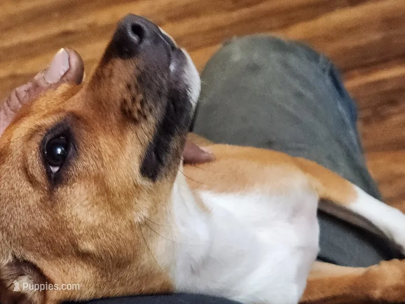 Crookie tail – Boston Terrier, Dachshund puppy for sale in Christmas Valley, OR