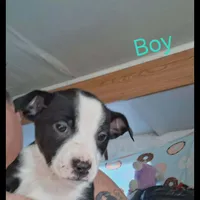 Boy 2, a male Border Collie and American Pit Bull Terrier for sale in Christmas Valley, OR – Photo 1 of 2