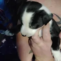 Boy 2, a male Border Collie and American Pit Bull Terrier for sale in Christmas Valley, OR – Photo 2 of 2