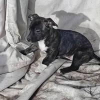 Brindy , a female Dachshund and Chihuahua for sale in Christmas Valley, OR – Photo 2 of 4