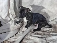 Brindy , a female Dachshund and Chihuahua for sale in Christmas Valley, OR – Photo 2 of 4