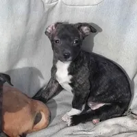 Brindy , a female Dachshund and Chihuahua for sale in Christmas Valley, OR – Photo 1 of 4