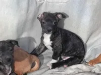 Brindy , a female Dachshund and Chihuahua for sale in Christmas Valley, OR – Photo 4 of 4