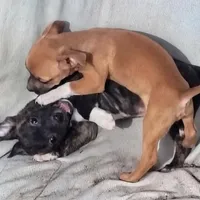 Brindy , a female Dachshund and Chihuahua for sale in Christmas Valley, OR – Photo 3 of 4