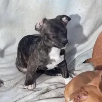 Brindy , a female Dachshund and Chihuahua for sale in Christmas Valley, OR – Photo 4 of 4