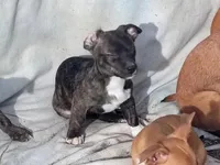 Brindy , a female Dachshund and Chihuahua for sale in Christmas Valley, OR – Photo 1 of 4