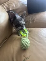 Charlie , a male French Bulldog for sale in Michigan, MI – Photo 3 of 3