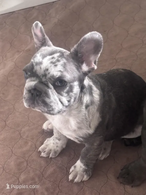 Charlie , a male French Bulldog for sale in Michigan, MI – Photo 1 of 3