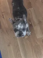Charlie , a male French Bulldog for sale in Michigan, MI – Photo 2 of 3