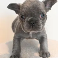 Stormy , a male French Bulldog for sale in Michigan, MI – Photo 6 of 10