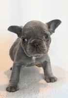 Bing , a male French Bulldog for sale in Michigan, MI – Photo 3 of 10