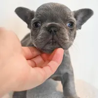 Stormy , a male French Bulldog for sale in Michigan, MI – Photo 8 of 10