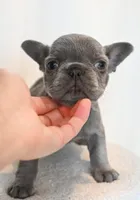 Bing , a male French Bulldog for sale in Michigan, MI – Photo 8 of 10