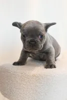 Bing , a male French Bulldog for sale in Michigan, MI – Photo 5 of 10