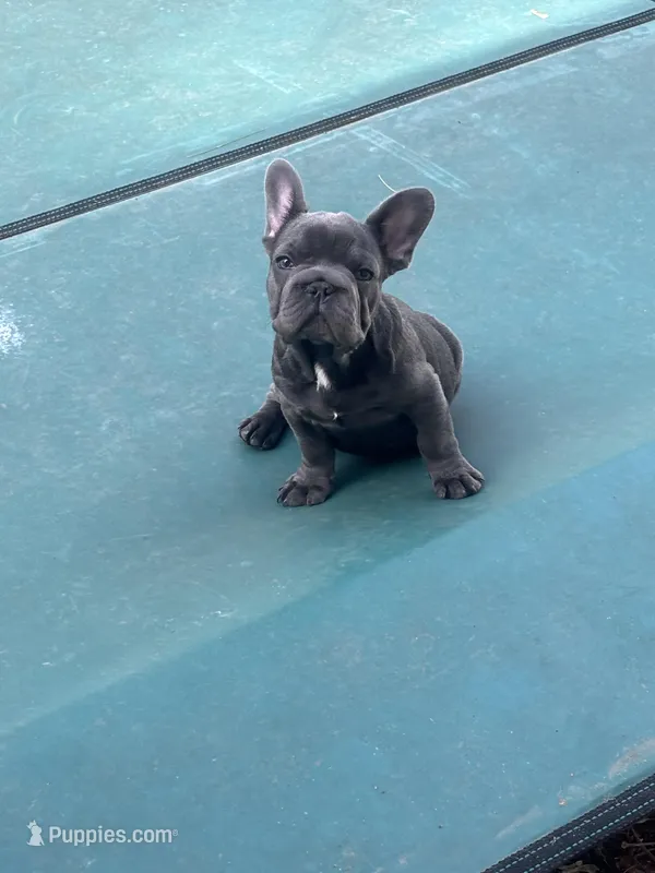 Stormy  – French Bulldog puppy for sale in Michigan, MI
