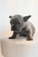 Bing , a male French Bulldog for sale in Michigan, MI – Photo 9 of 10