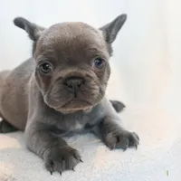 Stormy , a male French Bulldog for sale in Michigan, MI – Photo 2 of 10