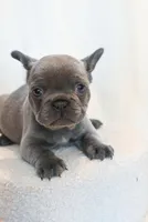 Bing , a male French Bulldog for sale in Michigan, MI – Photo 2 of 10