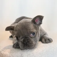 Stormy , a male French Bulldog for sale in Michigan, MI – Photo 7 of 10