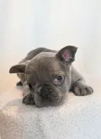 Bing , a male French Bulldog for sale in Michigan, MI – Photo 7 of 10