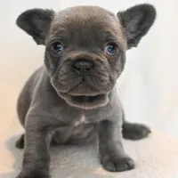 Stormy , a male French Bulldog for sale in Michigan, MI – Photo 1 of 10