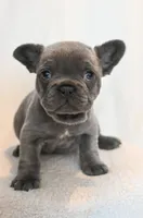 Bing , a male French Bulldog for sale in Michigan, MI – Photo 1 of 10