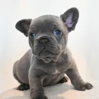 Jeffrey , a male French Bulldog for sale in Michigan, MI – Photo 3 of 4