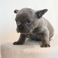 Jeffrey , a male French Bulldog for sale in Michigan, MI – Photo 1 of 4