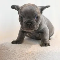 Jeffrey , a male French Bulldog for sale in Michigan, MI – Photo 2 of 4