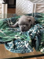 Duke , a male French Bulldog for sale in Michigan, MI – Photo 7 of 7
