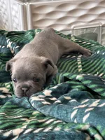 Duke , a male French Bulldog for sale in Michigan, MI – Photo 4 of 7