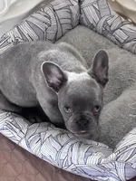 BLUE , a male French Bulldog for sale in Michigan, MI – Photo 3 of 3