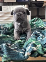 Duke , a male French Bulldog for sale in Michigan, MI – Photo 2 of 7