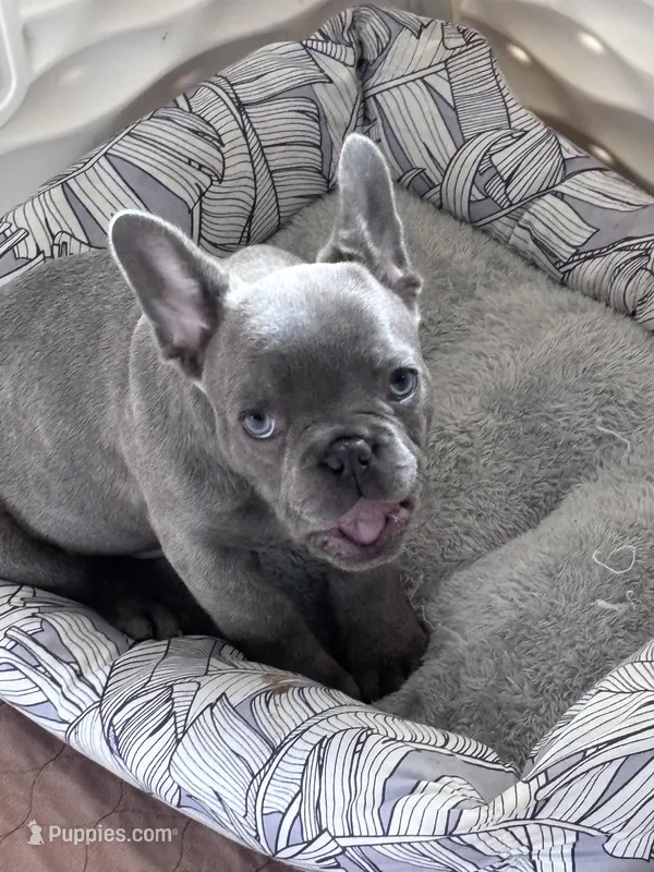 BLUE , a male French Bulldog for sale in Michigan, MI – Photo 1 of 3