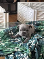 Duke , a male French Bulldog for sale in Michigan, MI – Photo 6 of 7