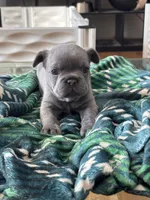 Duke , a male French Bulldog for sale in Michigan, MI – Photo 3 of 7