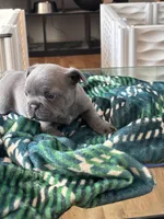 Duke , a male French Bulldog for sale in Michigan, MI – Photo 5 of 7