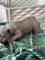 Duke , a male French Bulldog for sale in Michigan, MI – Photo 1 of 7