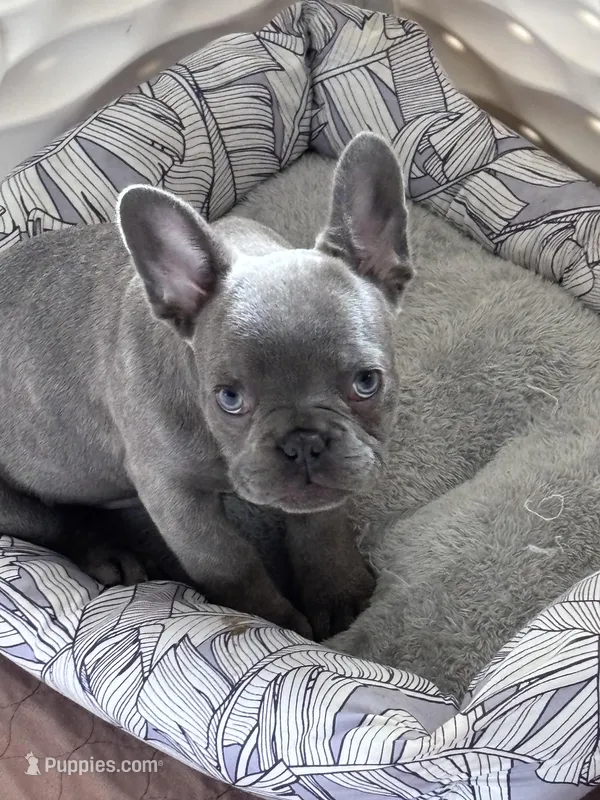 Dorthy  – French Bulldog puppy for sale in Michigan, MI
