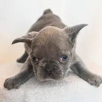 Stormy , a female French Bulldog for sale in Michigan, MI – Photo 4 of 6