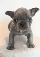 Emily , a female French Bulldog for sale in Michigan, MI – Photo 6 of 6