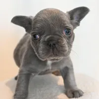 Stormy , a female French Bulldog for sale in Michigan, MI – Photo 3 of 6