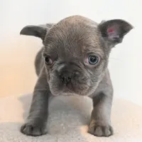 Stormy , a female French Bulldog for sale in Michigan, MI – Photo 2 of 6