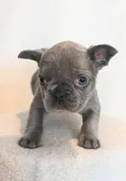 Emily , a female French Bulldog for sale in Michigan, MI – Photo 2 of 6