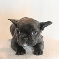 Stormy , a female French Bulldog for sale in Michigan, MI – Photo 3 of 8