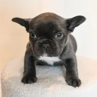 Stormy , a female French Bulldog for sale in Michigan, MI – Photo 6 of 8