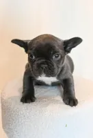 Chloe , a female French Bulldog for sale in Michigan, MI – Photo 6 of 8