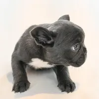 Stormy , a female French Bulldog for sale in Michigan, MI – Photo 8 of 8