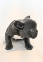 Chloe , a female French Bulldog for sale in Michigan, MI – Photo 8 of 8